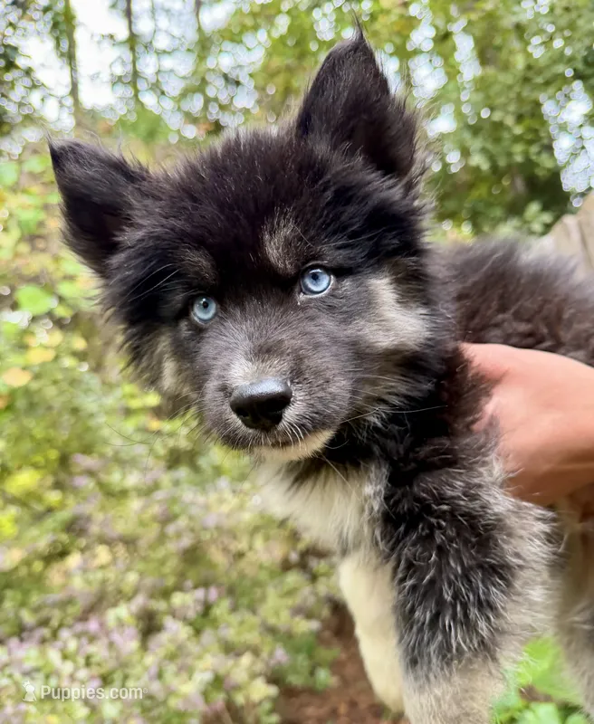 Jet – Siberian Husky puppy for sale in Beaufort, SC