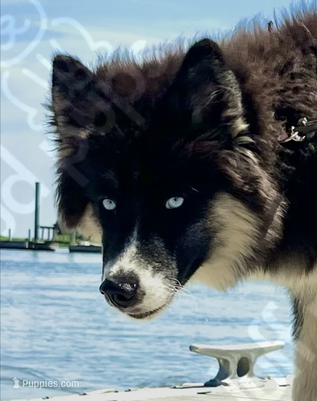 Flopsy – Siberian Husky puppy for sale in Beaufort, SC