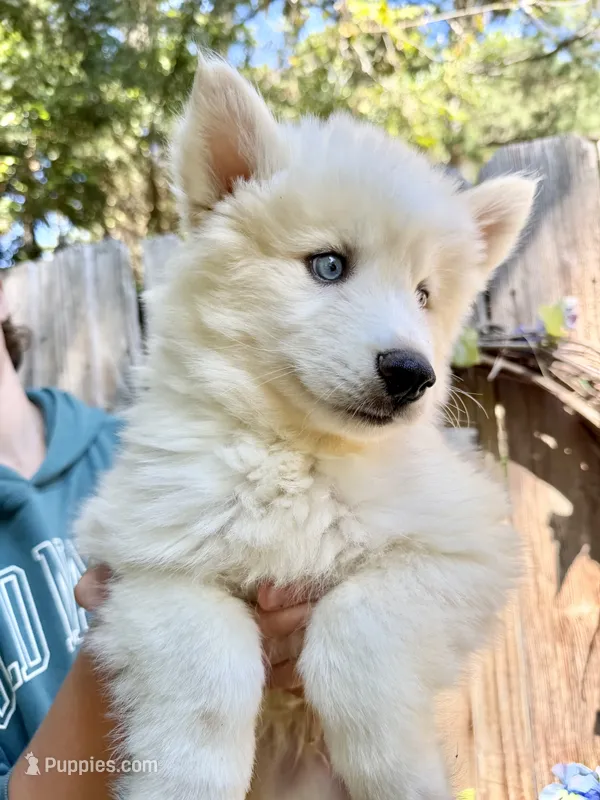 Little Mister – Siberian Husky puppy for sale in Beaufort, SC