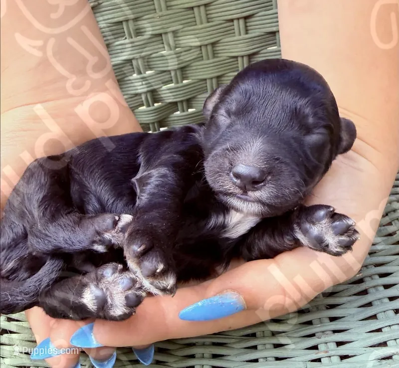 Brisbane – Bernedoodle puppy for sale in Beaufort, SC