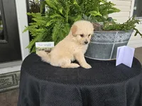 Zander, a male Eskipoo for sale in Bloomfield, IA – 6 of 6