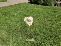 Zinnia, a female Eskipoo for sale in Bloomfield, IA – 4 of 4