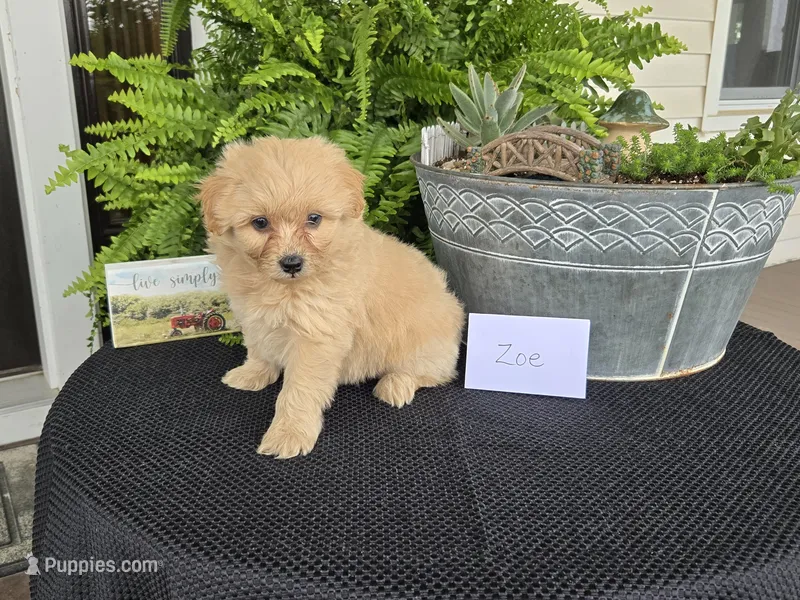 Zoe – Eskipoo puppy for sale in Bloomfield, IA