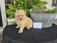 Zoe, a female Eskipoo for sale in Bloomfield, IA – 1 of 3