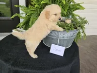 Zander, a male Eskipoo for sale in Bloomfield, IA – 5 of 6