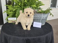 Zander, a male Eskipoo for sale in Bloomfield, IA – 4 of 6