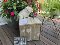 Ahnna, a female American Eskimo for sale in Bloomfield, IA – 2 of 5