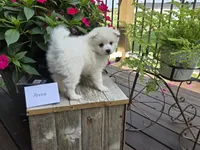 Ahnna, a female American Eskimo for sale in Bloomfield, IA – 3 of 5