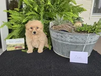 Zoe, a female Eskipoo for sale in Bloomfield, IA – 3 of 3