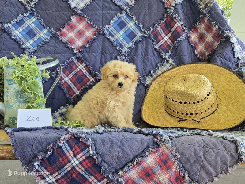 Zoe – Eskipoo puppy for sale in Bloomfield, IA