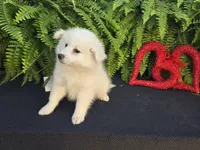 Victor , a male American Eskimo for sale in Bloomfield, IA – Photo 1 of 4