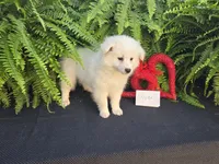 Victor , a male American Eskimo for sale in Bloomfield, IA – Photo 4 of 4