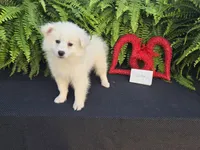 Victor , a male American Eskimo for sale in Bloomfield, IA – Photo 2 of 4