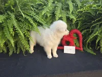 Victor , a male American Eskimo for sale in Bloomfield, IA – Photo 3 of 4