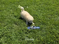 Zinnia, a female Eskipoo for sale in Bloomfield, IA – 3 of 4