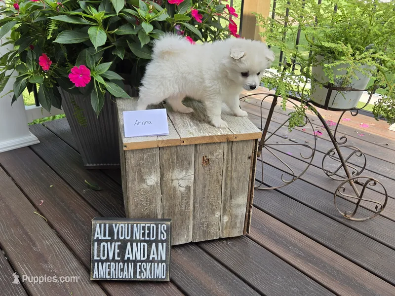 Ahnna – American Eskimo puppy for sale in Bloomfield, IA