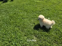 Zinnia, a female Eskipoo for sale in Bloomfield, IA – 2 of 4