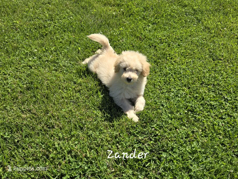 Zander – Eskipoo puppy for sale in Bloomfield, IA