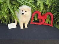 Vanessa, a female American Eskimo for sale in Bloomfield, IA – Photo 5 of 6