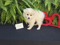 Vanessa, a female American Eskimo for sale in Bloomfield, IA – Photo 2 of 6