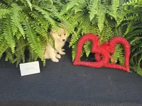 Vanessa, a female American Eskimo for sale in Bloomfield, IA – Photo 6 of 6