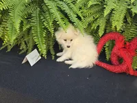 Vanessa, a female American Eskimo for sale in Bloomfield, IA – Photo 4 of 6