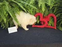 Vanessa, a female American Eskimo for sale in Bloomfield, IA – Photo 3 of 6