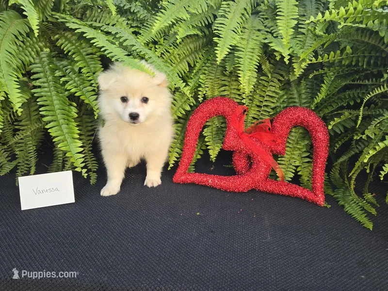 Vanessa, a female American Eskimo for sale in Bloomfield, IA – Photo 1 of 6
