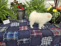Wilsie, a female American Eskimo for sale in Bloomfield, IA – Photo 4 of 4