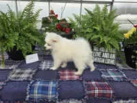 Wilsie, a female American Eskimo for sale in Bloomfield, IA – Photo 2 of 4