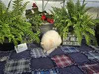 Wilsie, a female American Eskimo for sale in Bloomfield, IA – Photo 3 of 4