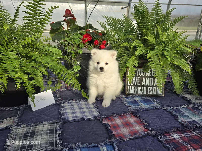 Wilsie – American Eskimo puppy for sale in Bloomfield, IA