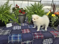 Whisper , a female American Eskimo for sale in Bloomfield, IA – Photo 1 of 4