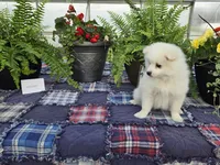 Whisper , a female American Eskimo for sale in Bloomfield, IA – Photo 3 of 4