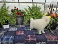 Whisper , a female American Eskimo for sale in Bloomfield, IA – Photo 4 of 4