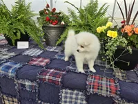 Whisper , a female American Eskimo for sale in Bloomfield, IA – Photo 2 of 4