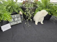 Winnie, a female American Eskimo for sale in Bloomfield, IA – Photo 3 of 5