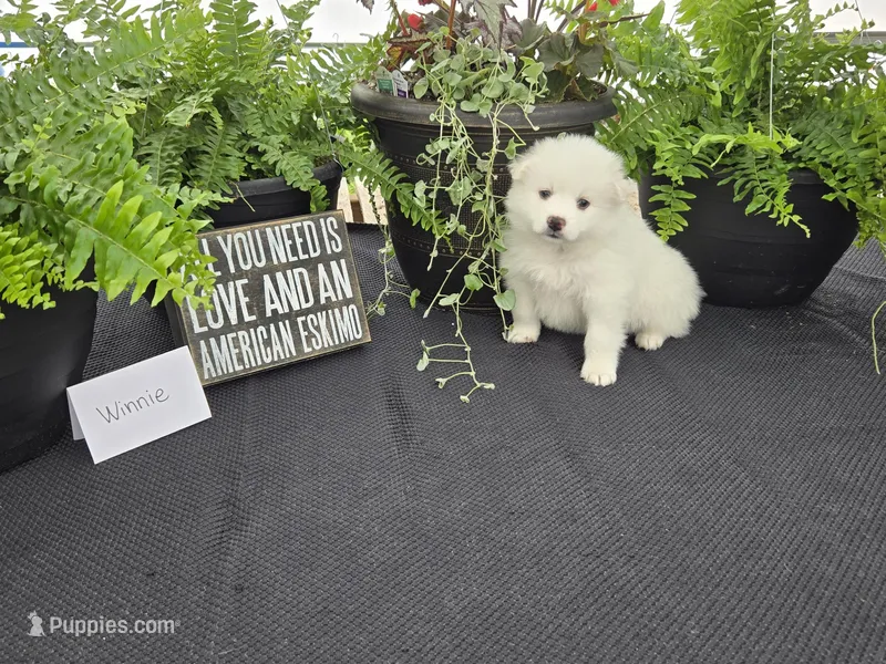 Winnie, a female American Eskimo for sale in Bloomfield, IA – Photo 1 of 5