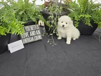 Winnie, a female American Eskimo for sale in Bloomfield, IA – Photo 1 of 5