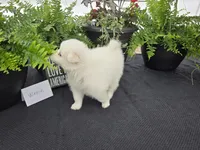 Winnie, a female American Eskimo for sale in Bloomfield, IA – Photo 4 of 5