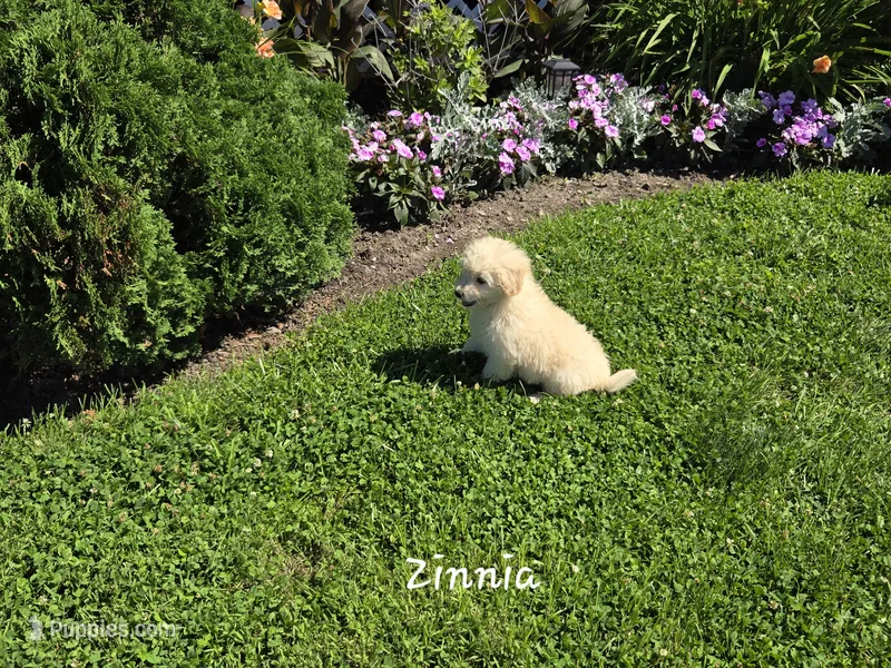Zinnia – Eskipoo puppy for sale in Bloomfield, IA