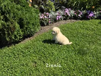 Zinnia, a female Eskipoo for sale in Bloomfield, IA – 1 of 4
