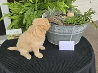 Zoe, a female Eskipoo for sale in Bloomfield, IA – 2 of 3