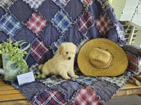 Zander, a male Eskipoo for sale in Bloomfield, IA – 2 of 6