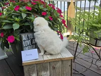 Ahnna, a female American Eskimo for sale in Bloomfield, IA – 5 of 5