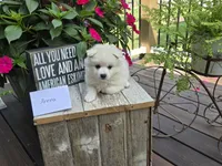 Ahnna, a female American Eskimo for sale in Bloomfield, IA – 4 of 5