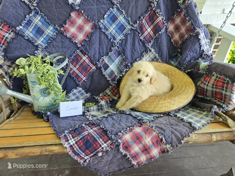 Zander – Eskipoo puppy for sale in Bloomfield, IA