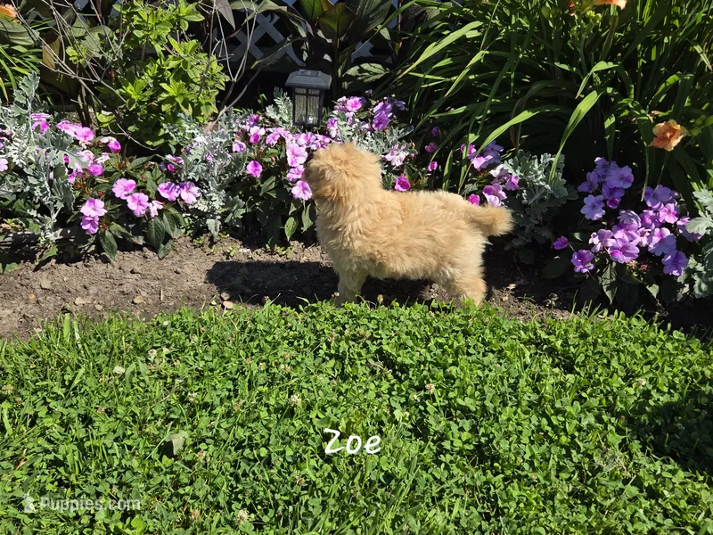 Zoe – Eskipoo puppy for sale in Bloomfield, IA