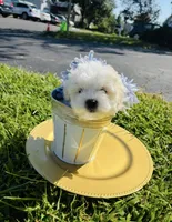 processed/d48b2ed5-c84c-4579-81e9-5ec05bbca581/listing/3bf84039-7f2d-4b26-bf5d-f3057c81d671/4d4f2ff7-1c84-47cc-8335-c1de93fb9294