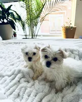 processed/d48b2ed5-c84c-4579-81e9-5ec05bbca581/listing/3bf84039-7f2d-4b26-bf5d-f3057c81d671/95629f93-383d-405d-8466-0a3957bc3ee0